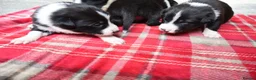 Border Collie dogs for sale: Border Collie Pups - Advert 16