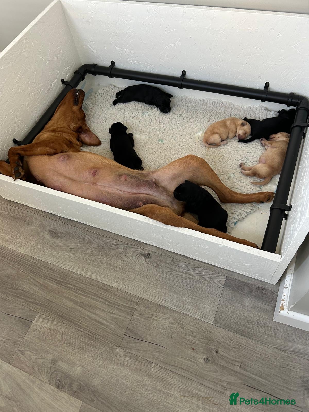 Labrador Retriever dogs 👀 Stunning puppies 60 FTCH within Parent’s  - Advert 1