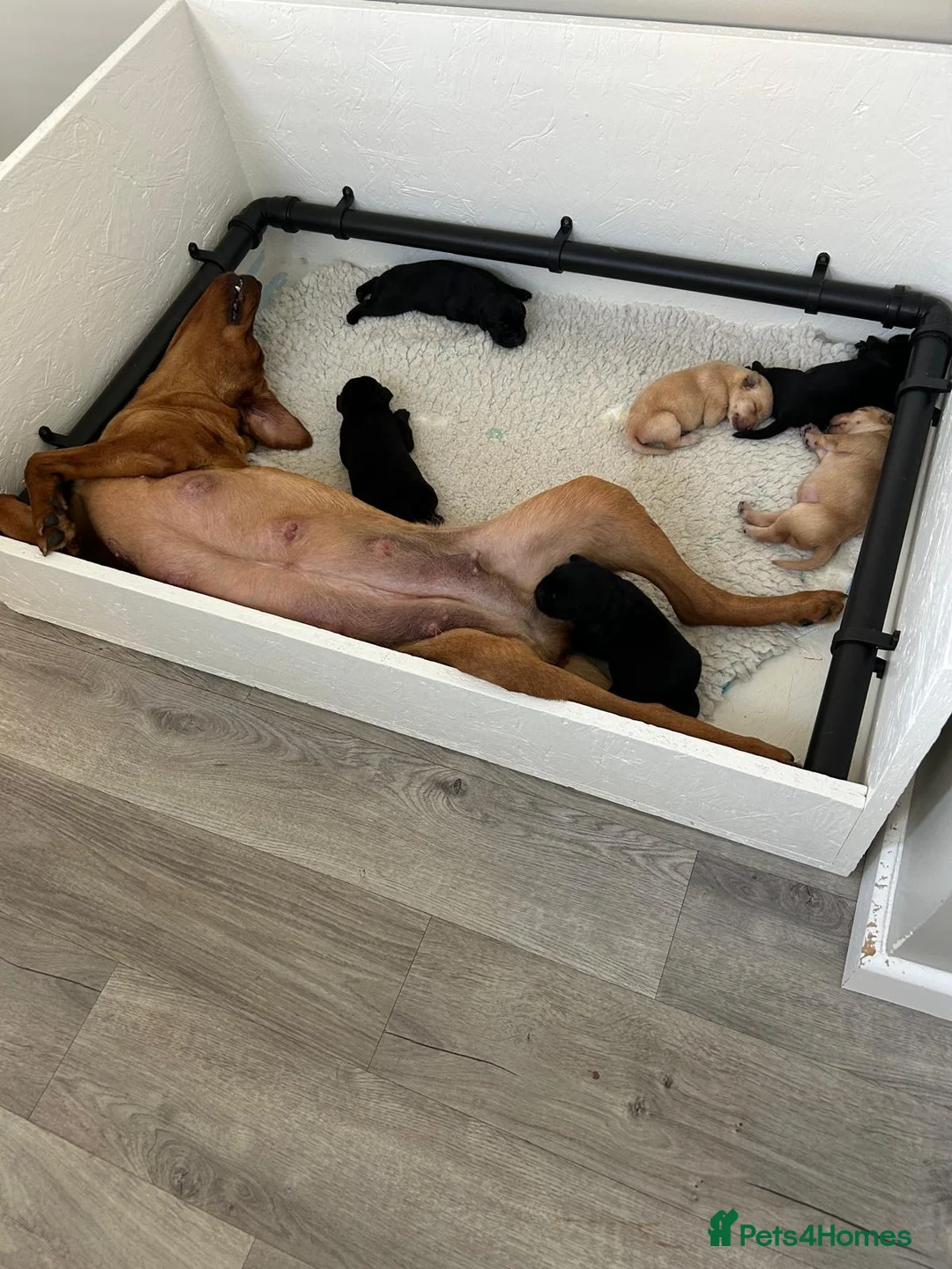 Labrador Retriever dogs for sale: 👀 Stunning puppies 60 FTCH within Parent’s  in Sleaford - Advert 1