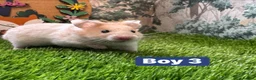 Hamster rodents for sale: Baby Syrian Hamsters Males Females Pedigree - Advert 7