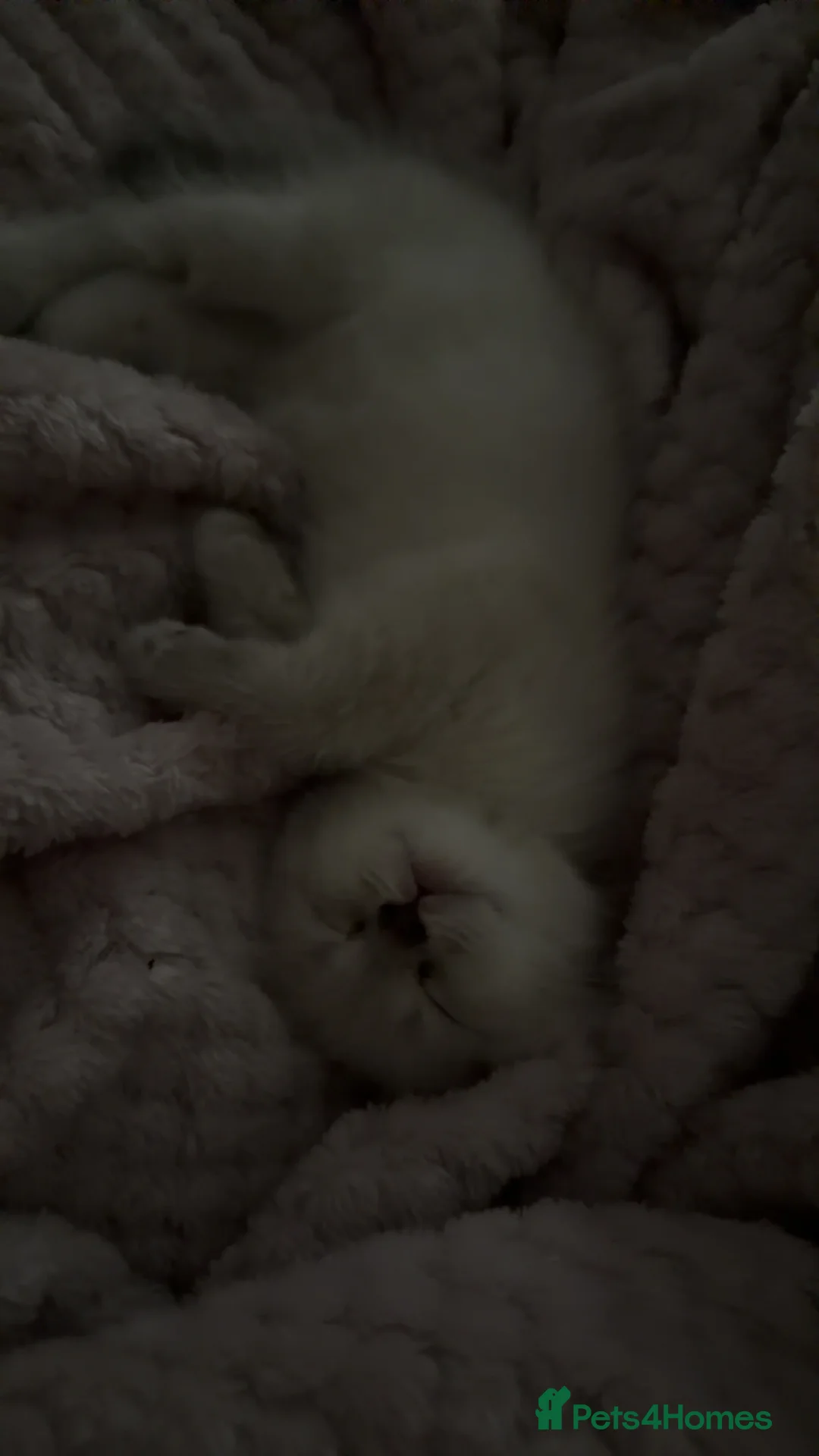 Mixed Breed cats for sale: Ragdoll x kittens for sale  - Advert 2