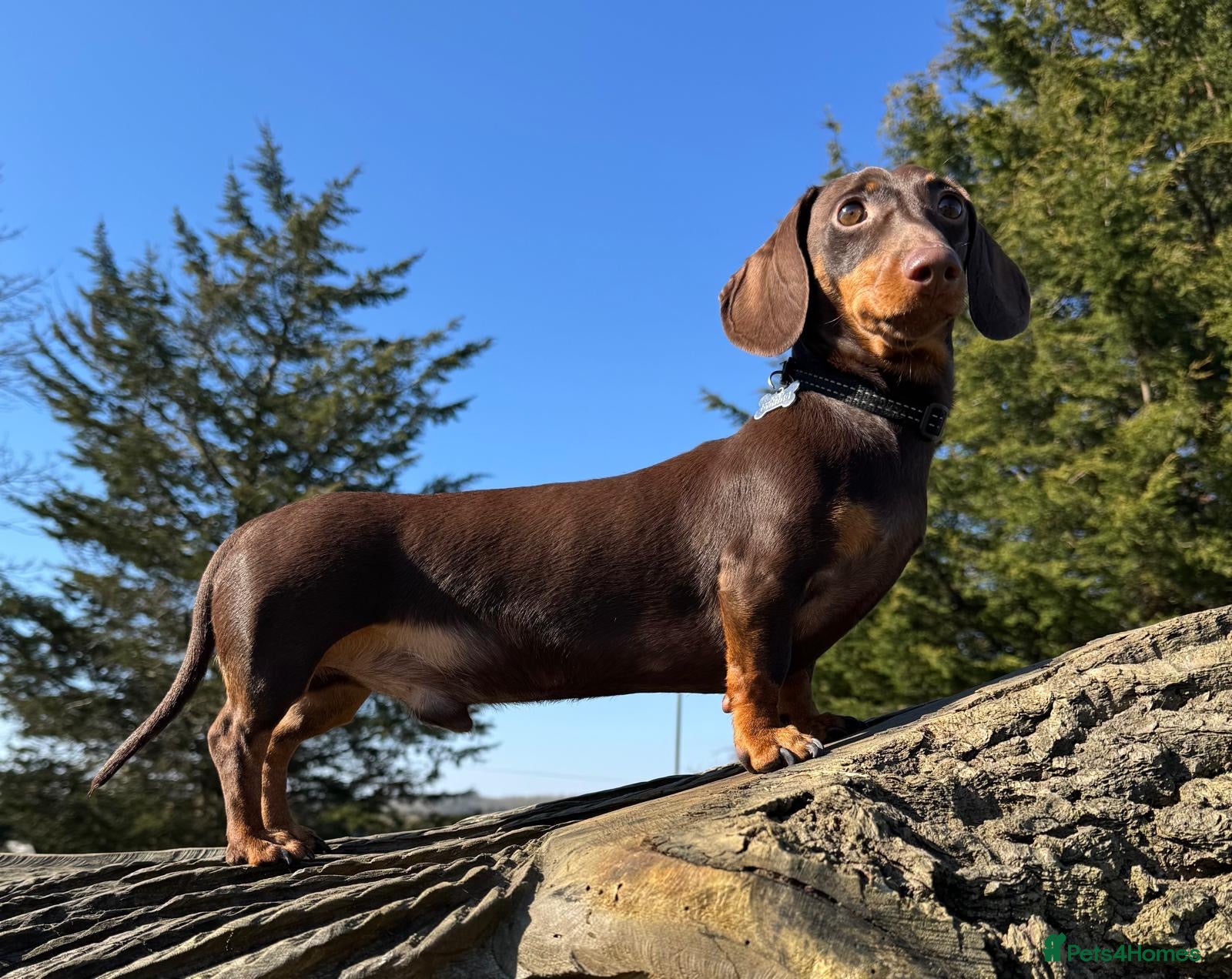 Miniature Dachshund dogs ⭐️ 5 Star Handsome Hugo ⭐️ in Gloucester - Advert 1