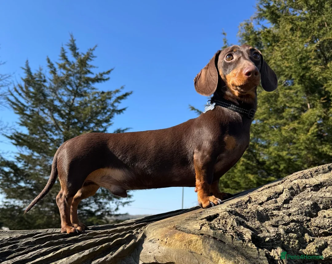 Miniature Dachshund dogs for stud: ⭐️ 5 Star Handsome Hugo ⭐️ in Gloucester - Advert 1
