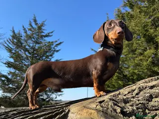 Miniature Dachshund dogs ⭐️ 5 Star Handsome Hugo ⭐️ in Gloucester - Advert 24