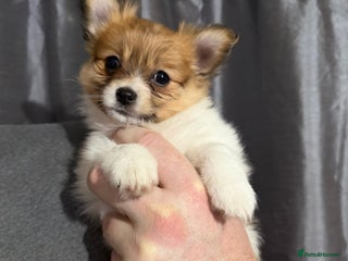 Pomchi dogs 🐻 Fluffy Rainbow Pomchis 🌈 - Advert 19