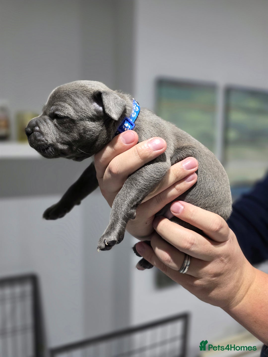 Staffordshire Bull Terrier dogs for sale: Beautiful Staffordshire Bull Terrier Puppies - Advert 25