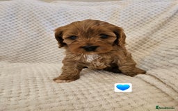 Cavapoo dogs for sale: Vet checked Cavapoo puppies F1 generation for sale - Advert 7