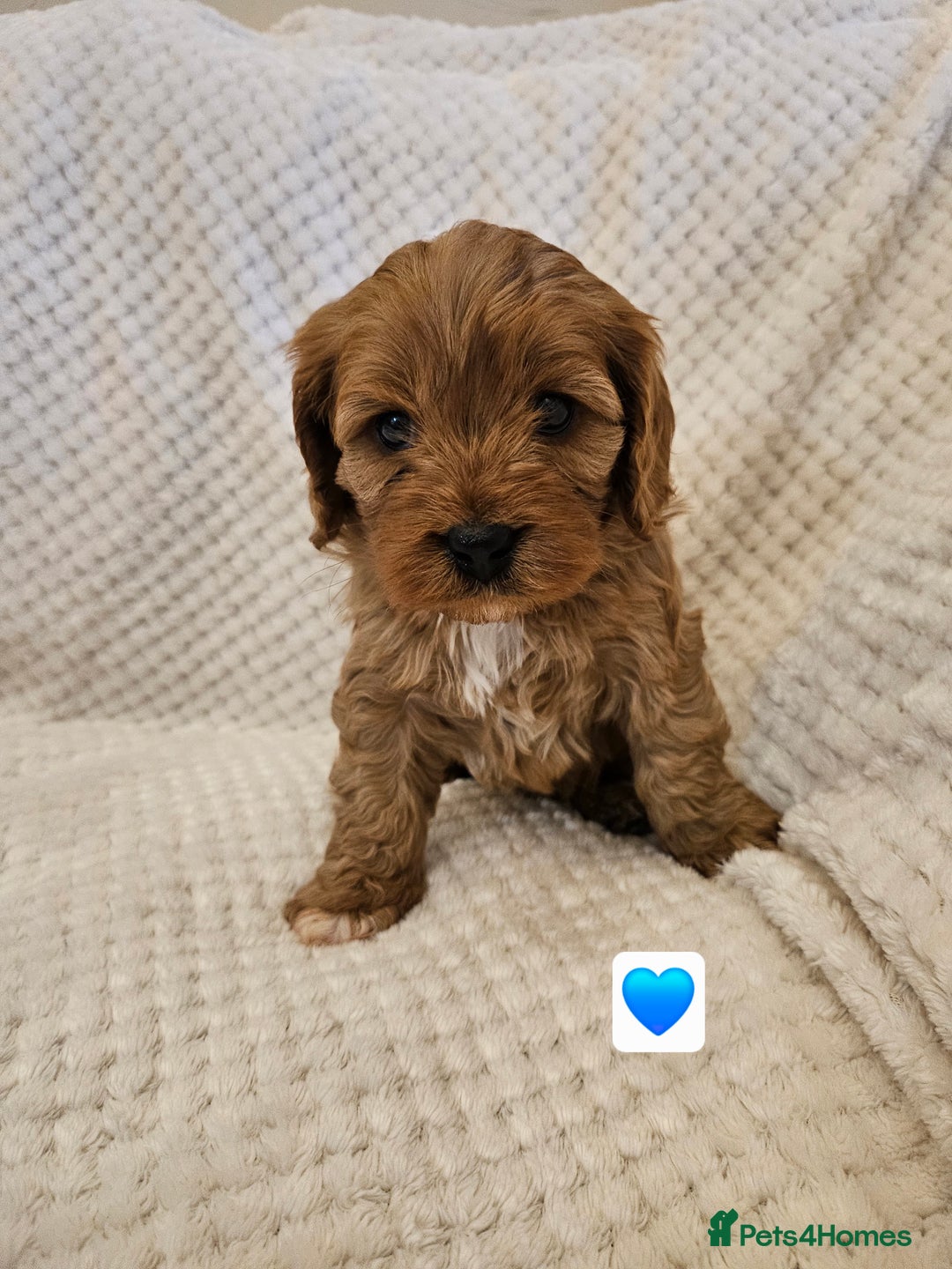 Cavapoo dogs for sale: Vet checked Cavapoo puppies F1 generation for sale - Advert 7
