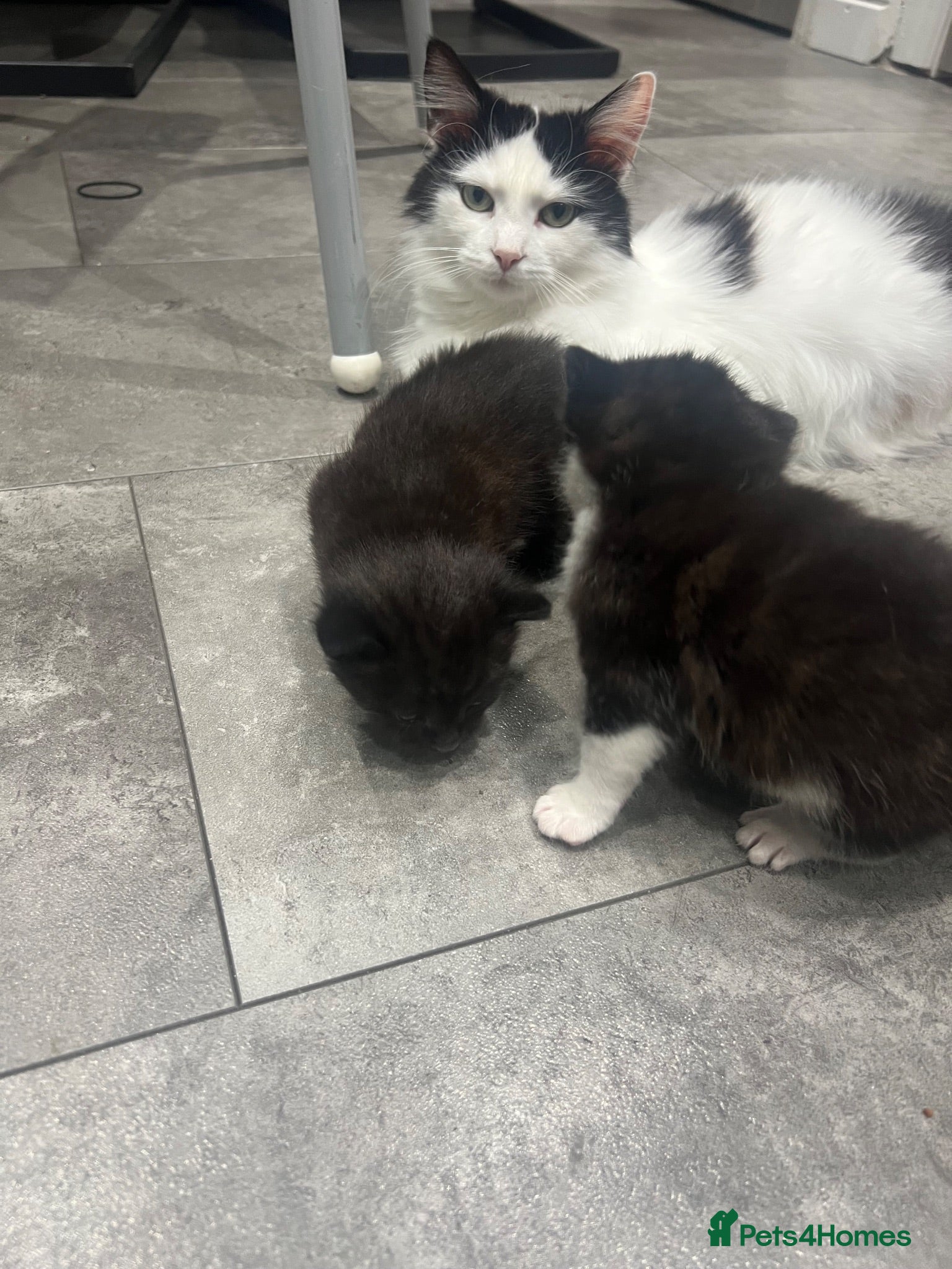 Mixed Breed cats Kitten needs rehoming desperately  - Advert 4