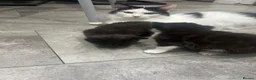 Mixed Breed cats for sale: Kitten needs rehoming desperately  in Leeds - Advert 1