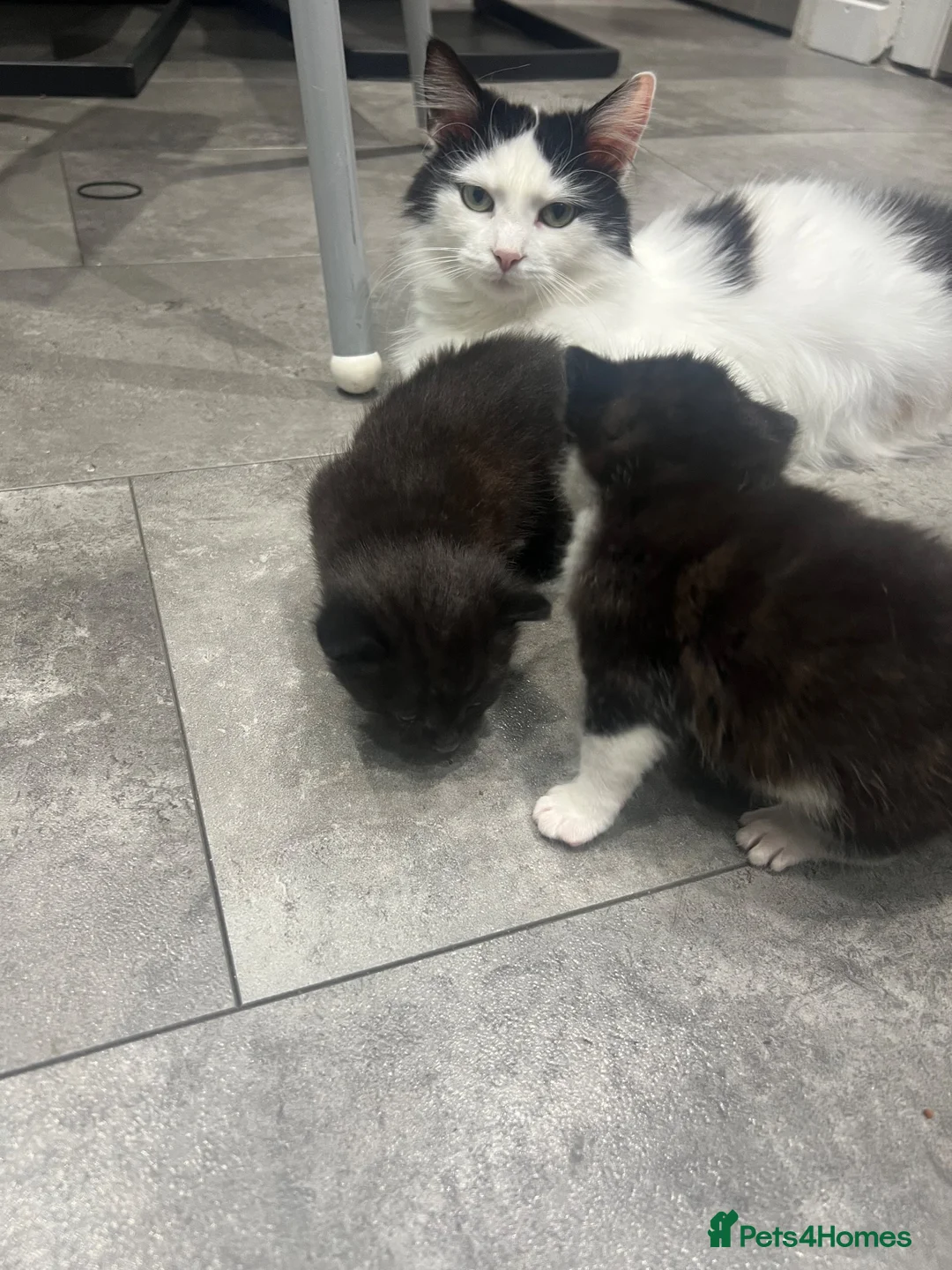 Mixed Breed cats for sale: Kitten needs rehoming desperately  in Leeds - Advert 1