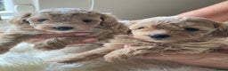Toy Poodle dogs for stud: 🌹 RED TOY POODLE 9 INCH 2.8 KG HEALTH TESTED 🌹 in Romford - Advert 19