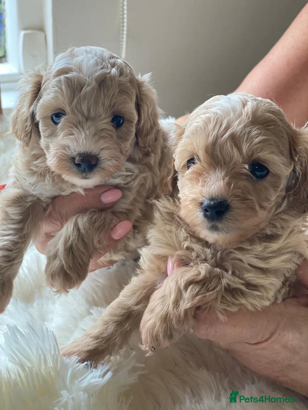 Toy Poodle dogs for stud: 🌹 RED TOY POODLE 9 INCH 2.8 KG HEALTH TESTED 🌹 in Romford - Advert 19