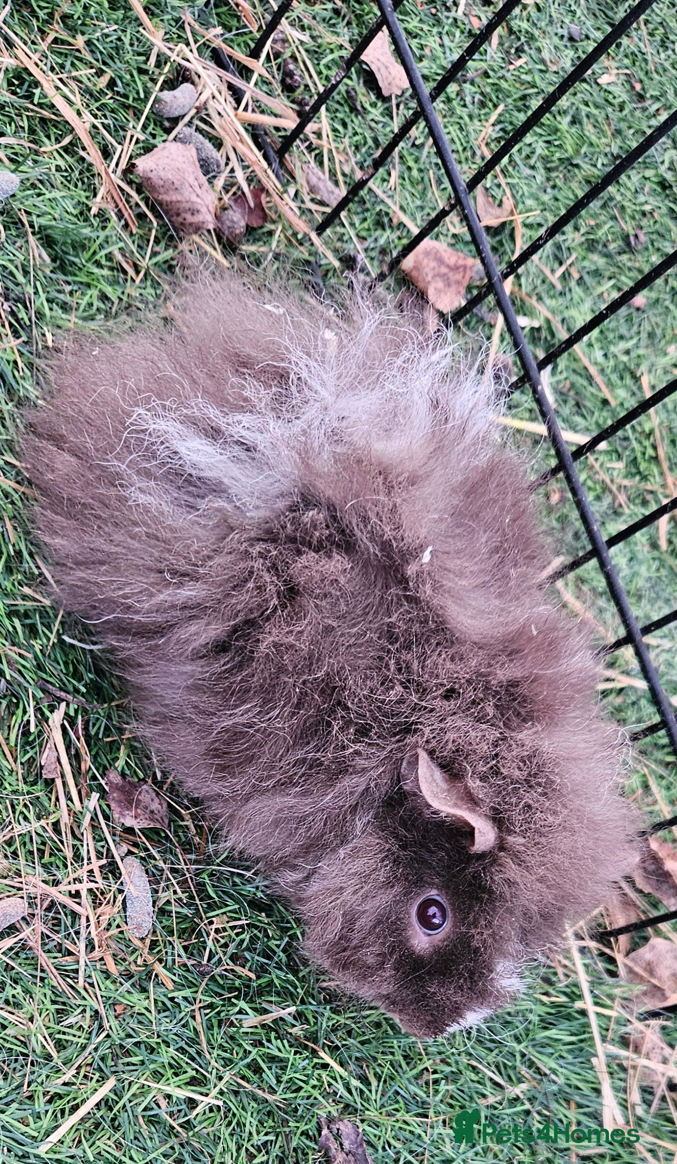 Guinea Pig rodents Guinea pigs  - Advert 11