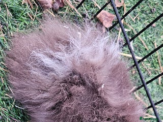 Guinea Pig rodents Guinea pigs - Advert 7