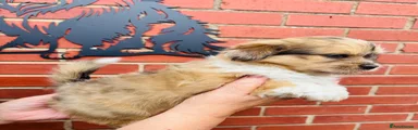 Mixed Breed 4