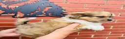 Mixed Breed dogs for sale: Sheltie cross puppies  - Advert 15