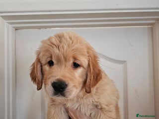 Golden Retriever dogs Golden retriever puppies - Advert 2