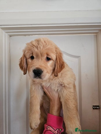 Golden Retriever dogs Golden retriever puppies - Advert 2