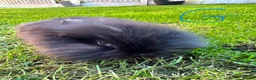 Lionhead rabbits for sale: Lionhead rabbits for sale  - Advert 10
