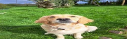 Golden Retriever dogs for sale: Pure Golden Retriever puppies in Tenbury Wells - Advert 2