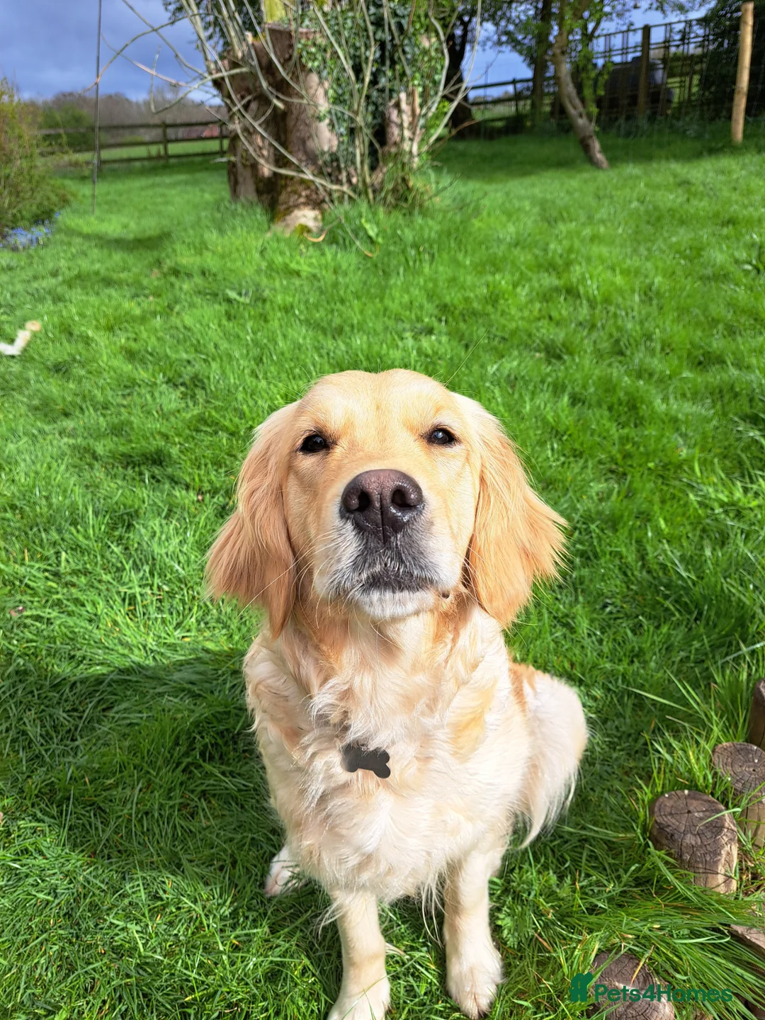 Golden Retriever dogs for sale: Pure Golden Retriever puppies in Tenbury Wells - Advert 2