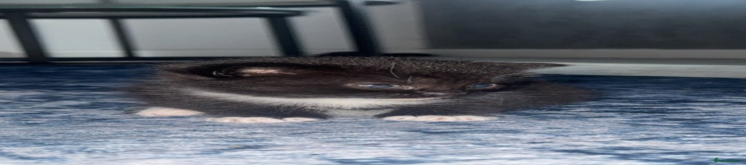 British Shorthair Kitten 2