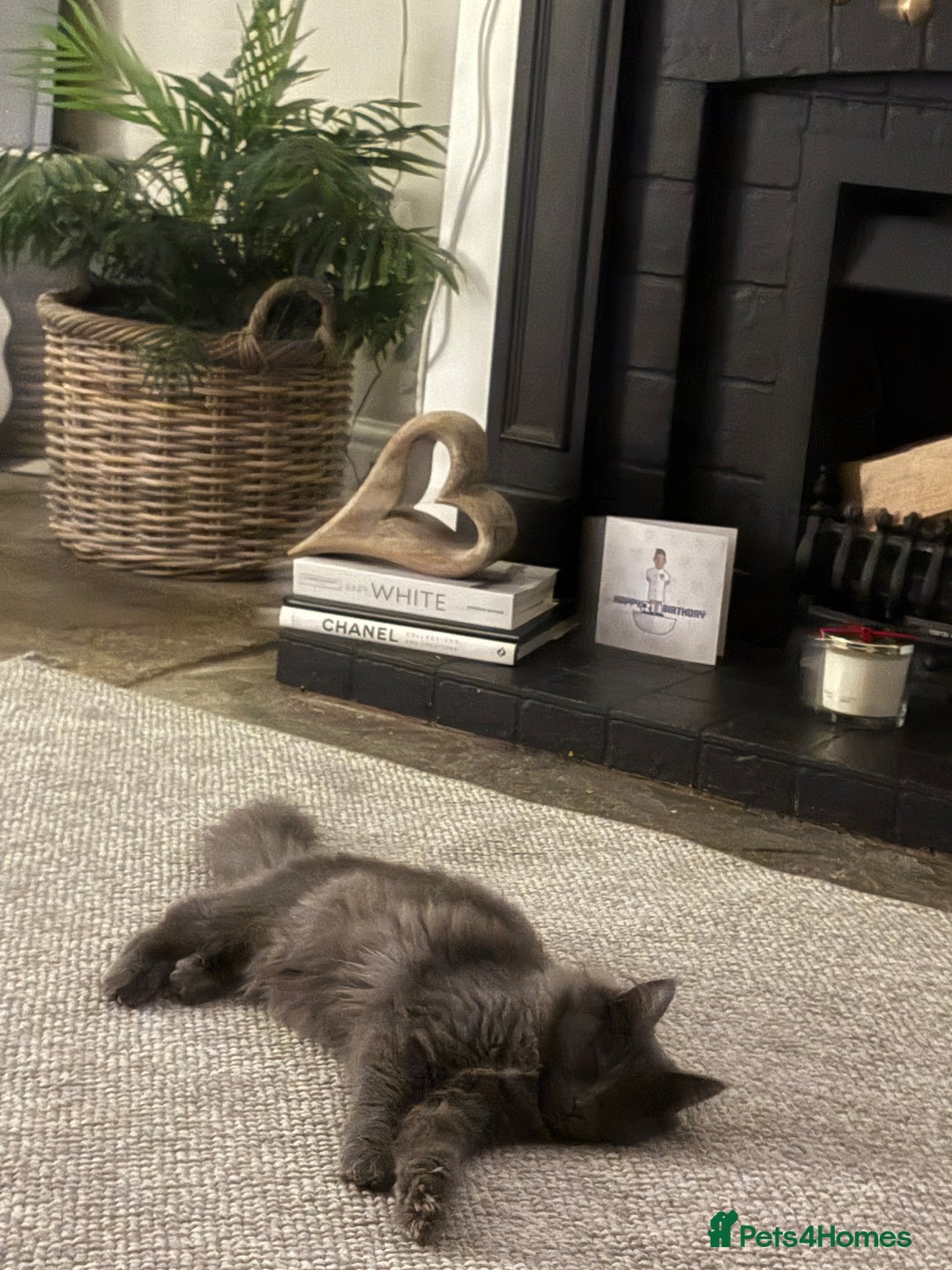 Maine Coon cats for sale: 🐾 Exceptional Blue Smoke Maine Coon Available 🐾 - Advert 8