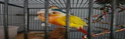 Conures birds for sale: Sun conure in Dover - Advert 1