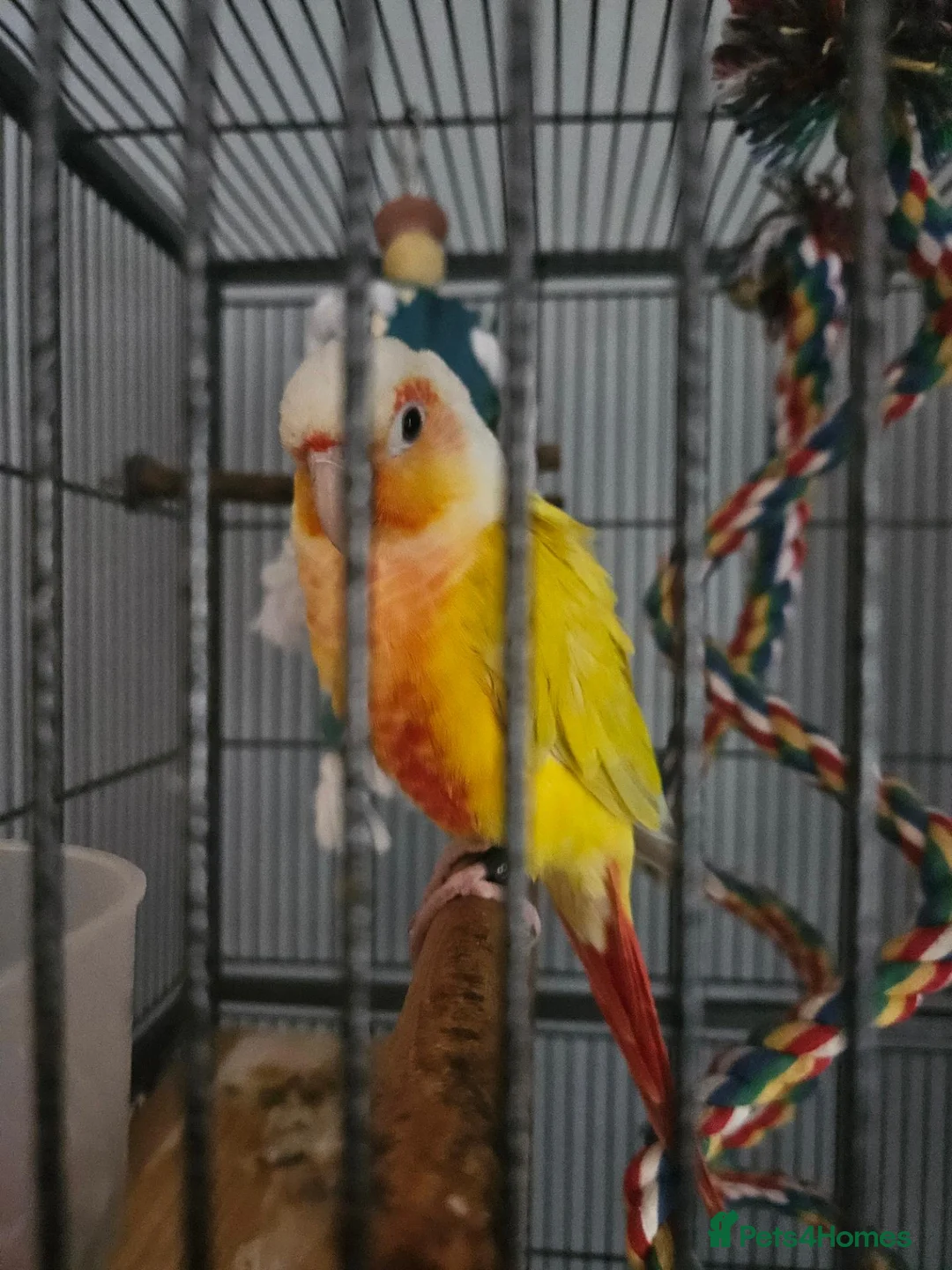 Conures birds for sale: Sun conure in Dover - Advert 1