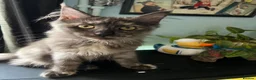 Maine Coon cats for sale: Beautiful 🐈‍⬛  - Advert 2