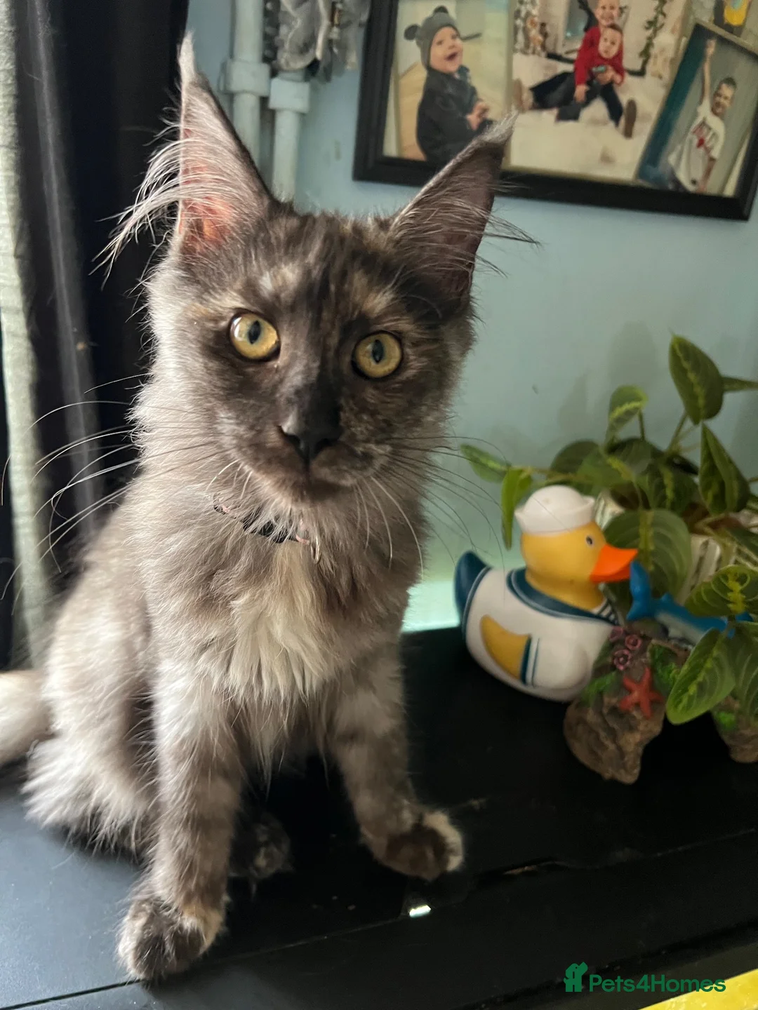 Maine Coon cats for sale: Beautiful 🐈‍⬛  - Advert 2