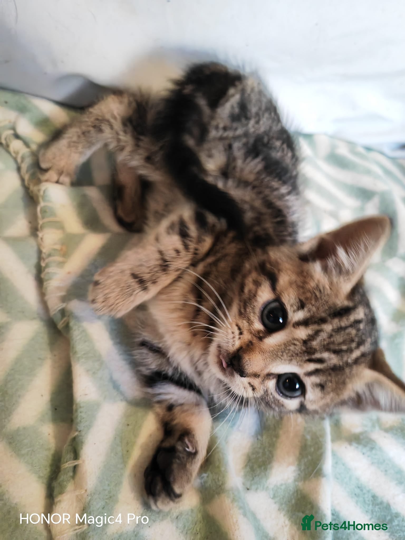 Domestic Shorthair cats Tabby kitten - Advert 1