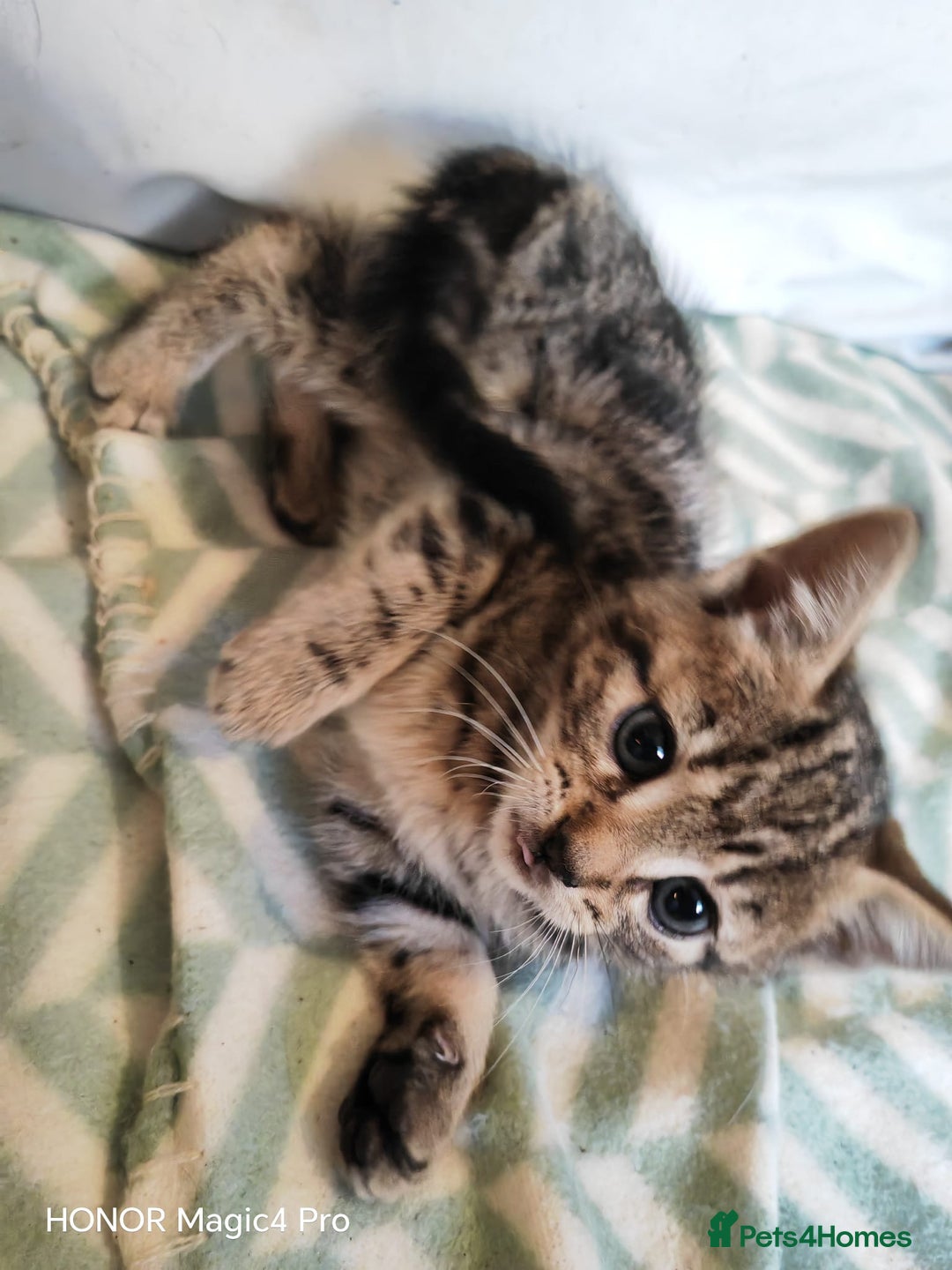 Domestic Shorthair cats for sale: Tabby kitten - Advert 1