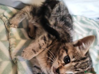Domestic Shorthair cats Tabby kitten - Advert 1
