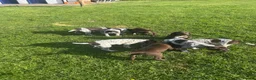 German Shorthaired Pointer dogs for sale: Gamekeeper bred - German Shorthaired Pointer pups - Advert 3