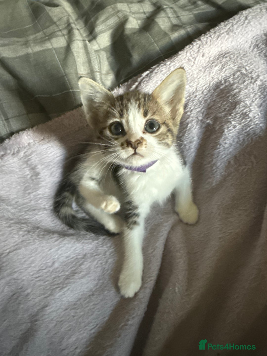Bengal cats for sale: half bengal kittens  - Image 11