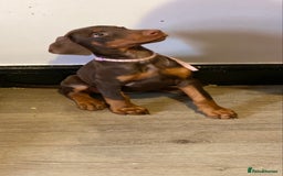 Dobermann dogs for sale: Beautiful Dobermann puppies - Image 2