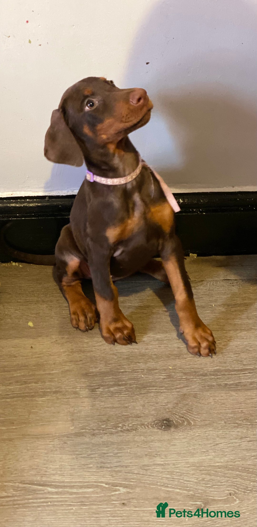 Dobermann dogs for sale: Beautiful Dobermann puppies - Image 2