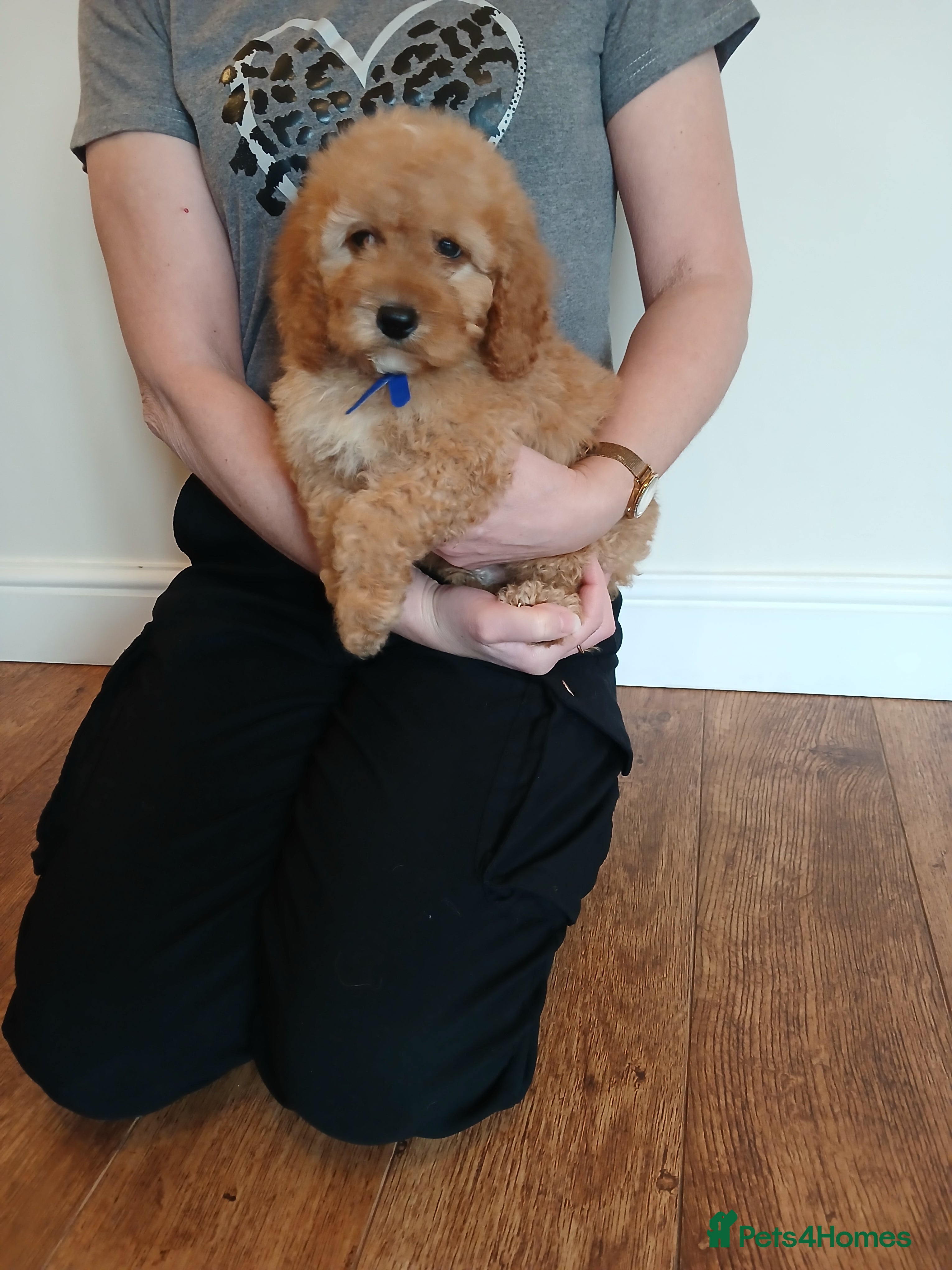 Cockapoo dogs Cockapoo puppies  - Advert 8