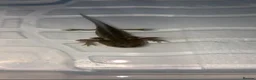 Axolotl reptiles for sale: Juvenile axolotl  - Advert 1