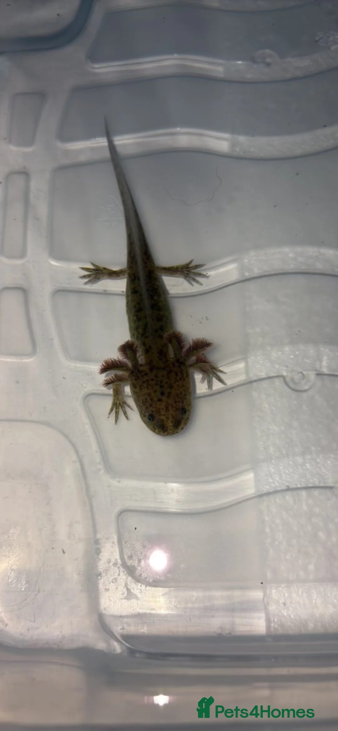 Axolotl reptiles for sale: Juvenile axolotl  - Advert 1