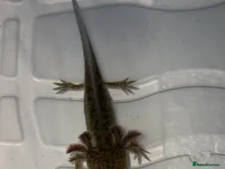 Axolotl reptiles Juvenile axolotl - Advert 2