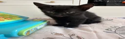 Mixed Breed cats for sale: 5 kittens for sale.  in Ashford - Advert 8