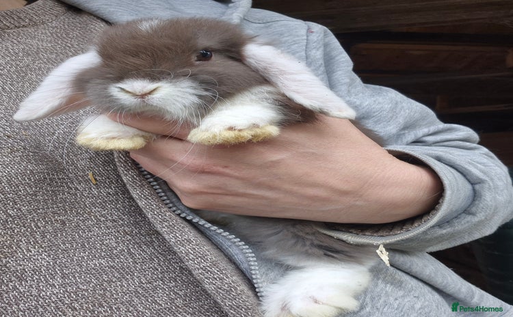 Mini Lop rabbits - Advert 2
