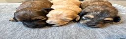 Dachshund dogs for sale: KC REG long haired miniature dachshund - Advert 8