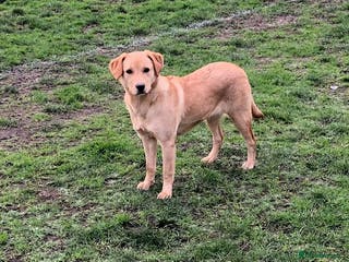 Labrador Retriever dogs KC reg Yellow Labrador bitch Honey - Advert 1
