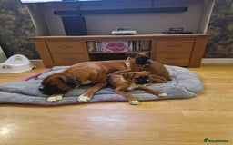 Boxer dogs for sale: FINAL PUP (PINK), READY TO GO KC reg bobtail boxer - Advert 2