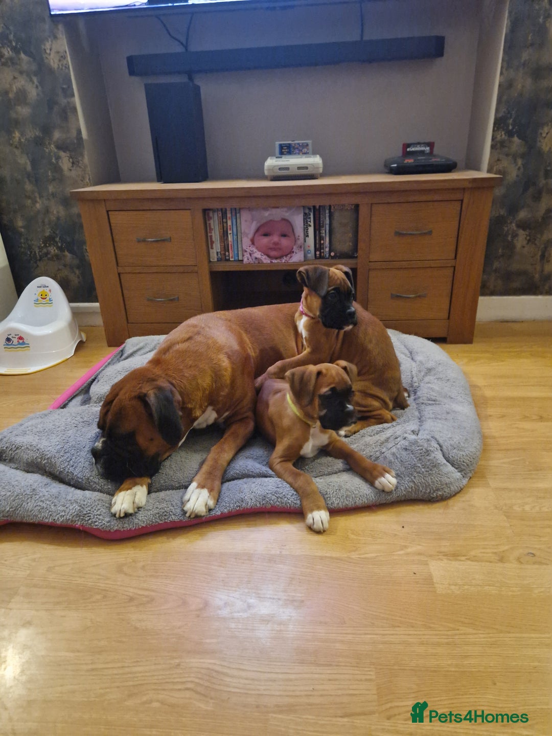 Boxer dogs for sale: FINAL PUP (PINK), READY TO GO KC reg bobtail boxer - Advert 2