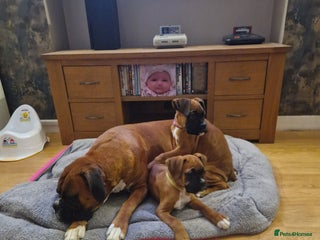 Boxer dogs 2 PUPS LEFT, READY TO GO KC reg bobtail boxer pups - Advert 2